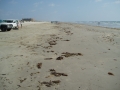 mui03slne-050920.JPG
